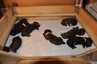 jamniki szczeni�ta